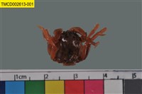 藏品(短指和尚蟹)的圖片